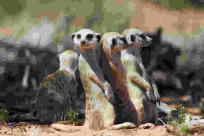 The Meerkats (2008) Starring Paul Newman on DVD - Image 4