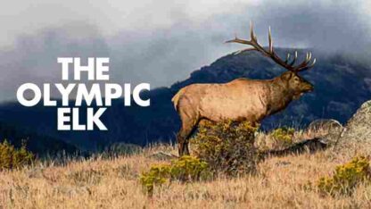 The Olympic Elk (1952) Starring Winston Hibler on DVD - Image 4
