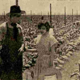 The Rose of Kentucky (1911) with English Subtitles on DVD