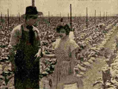 The Rose of Kentucky (1911) with English Subtitles on DVD