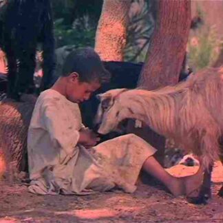 The Sandwich (1975) with English Subtitles on DVD