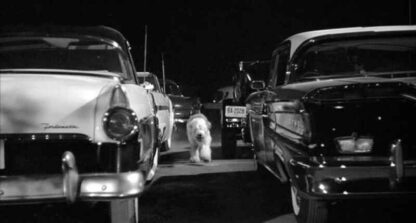The Shaggy Dog (1959) Starring Fred MacMurray on DVD - Image 4