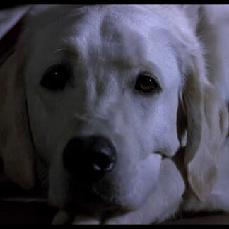 The Silence Before Bach (2007) with English Subtitles on DVD
