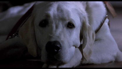 The Silence Before Bach (2007) with English Subtitles on DVD