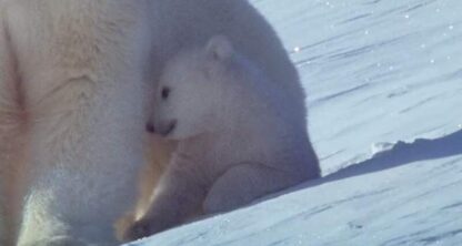 The White Planet (2006) with English Subtitles on DVD - Image 3