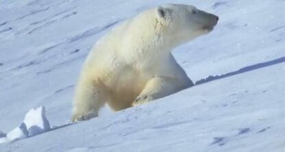The White Planet (2006) with English Subtitles on DVD - Image 4