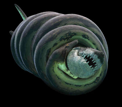 Titanoboa: Monster Snake (2012) Starring  on DVD - Image 3