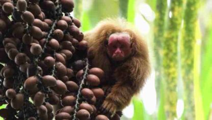 Uakari: Secrets of the English Monkey (2009) Starring on DVD - Image 3