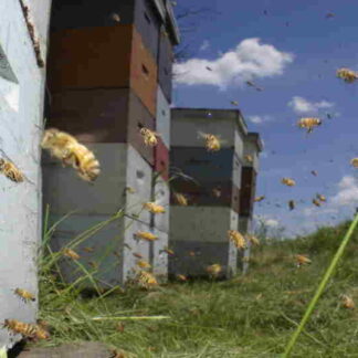 Vanishing of the Bees (2009) Starring Elliot Page on DVD