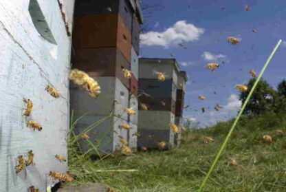Vanishing of the Bees (2009) Starring Elliot Page on DVD