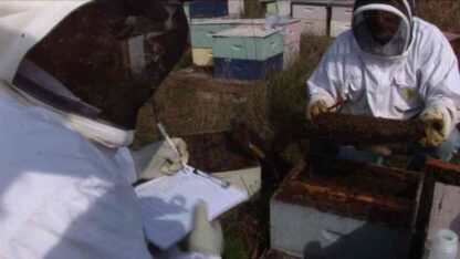 Vanishing of the Bees (2009) Starring Elliot Page on DVD - Image 3