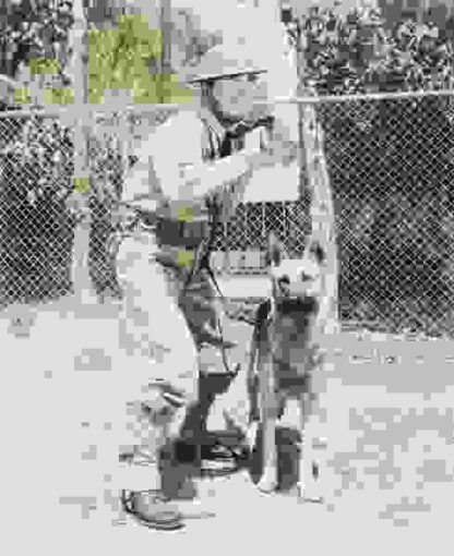 War Dogs (1942) Starring Billy Lee on DVD - Image 2