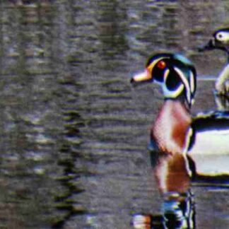 Water Birds (1952) Starring Winston Hibler on DVD