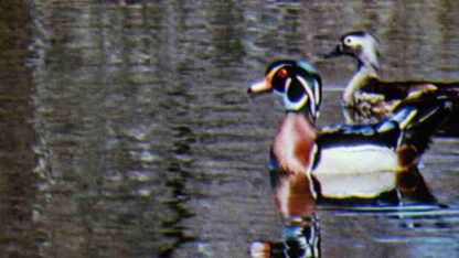 Water Birds (1952) Starring Winston Hibler on DVD