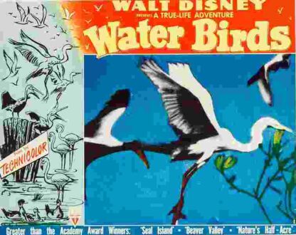 Water Birds (1952) Starring Winston Hibler on DVD - Image 2
