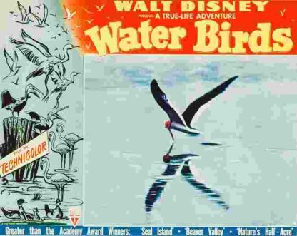Water Birds (1952) Starring Winston Hibler on DVD - Image 4
