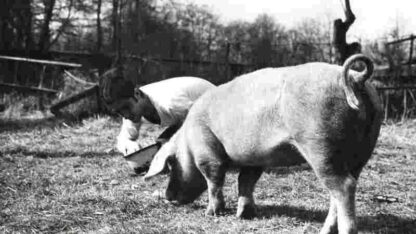 Wedding Trough (1974) with English Subtitles on DVD - Image 2