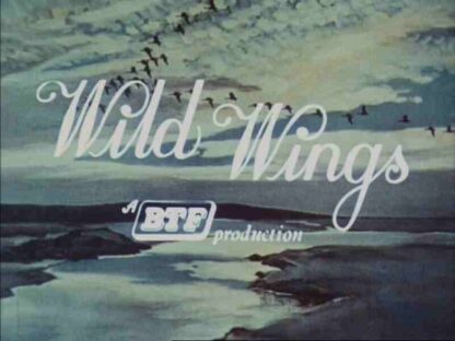 Wild Wings (1965) Starring  on DVD