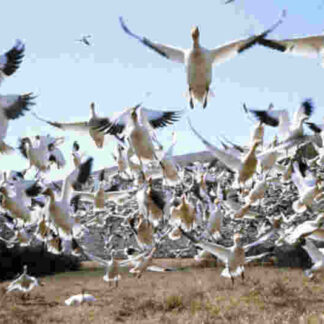 Winged Migration (2001) Starring Jacques Perrin on DVD
