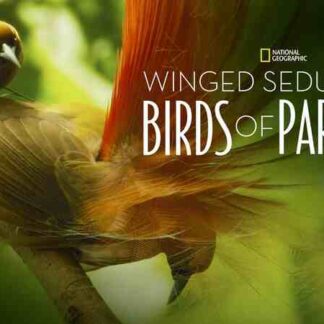 Winged Seduction: Birds of Paradise (2012) Starring Josh Goodman on DVD