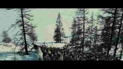 Wolf (2009) with English Subtitles on DVD - Image 4